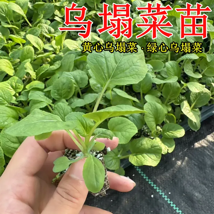 乌塌菜苗耐寒四季高产籽脆秋冬种植阳台庭院盆栽青菜