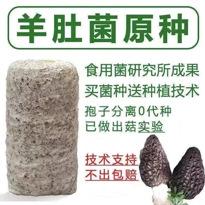 羊肚菌菌包不出包赔高产母种蘑菇菌种速产食用菌蘑菇菌包家庭种植