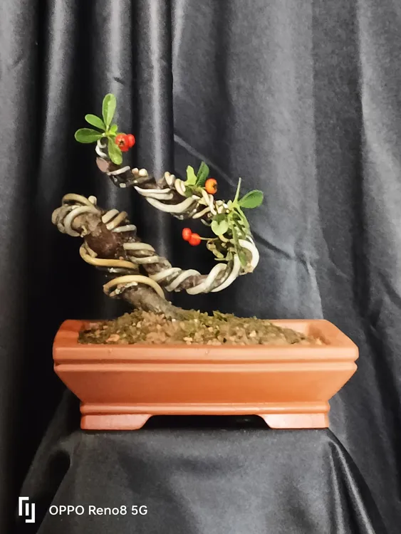 办公室桌面室内迷你小盆栽美观实用的掌中绿植