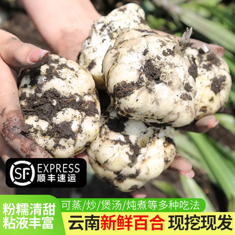 【发顺丰】新鲜食用百合大果云南腾冲百合蒜粉糯香甜非兰州当季农家