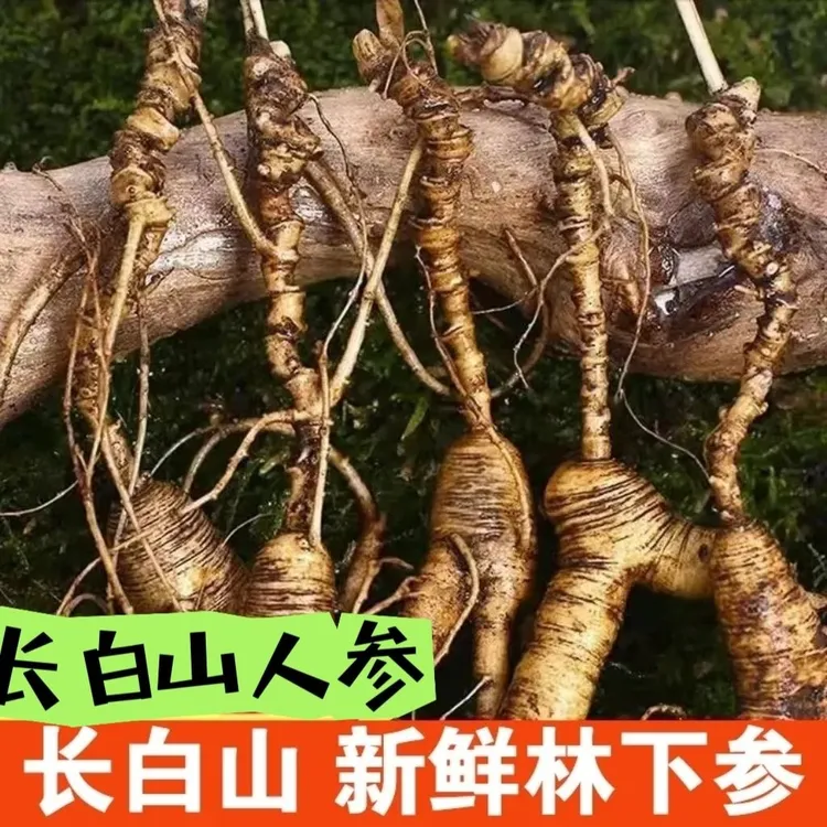 长白山新鲜林下参人参【改价链接】野山参