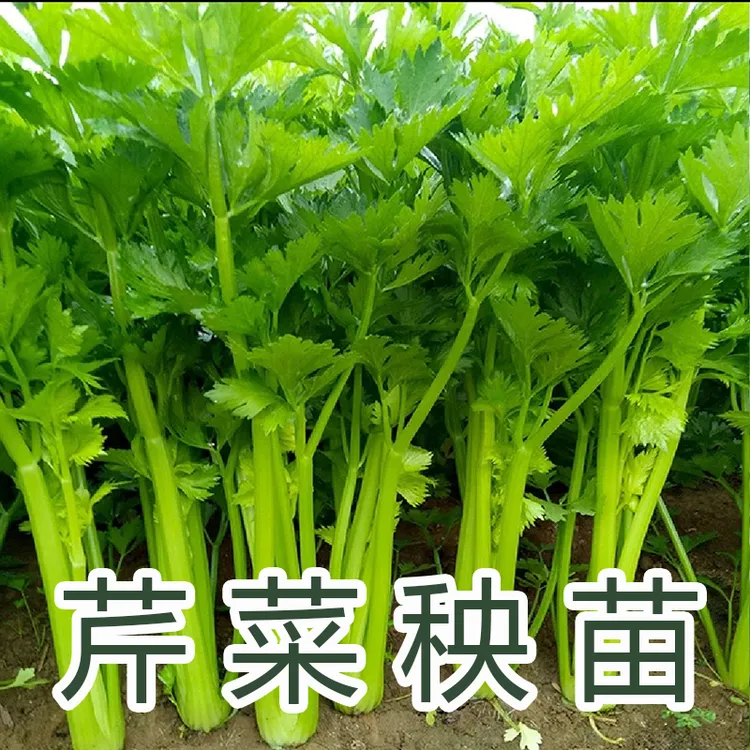 芹菜西芹秧苗牛心绿紫孢子甘蓝松花菜黄心大白菜西兰花甘蓝蔬菜苗