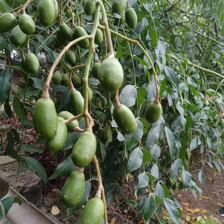 云南本地新鲜嘎哩罗马暖果酸果太平洋橄榄可凉拌生吃开胃水果