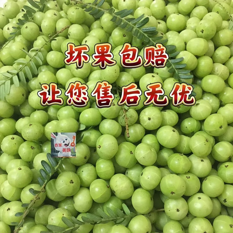 新鲜酸橄榄油甘果云南滇橄榄酸甜可口高山云孕妇水果送糊辣椒面