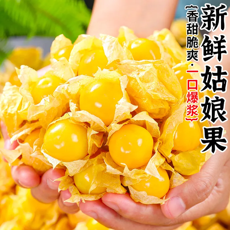 云南姑娘果新鲜正宗灯笼果新鲜应当季水果姑鸟黄菇娘果现摘包邮