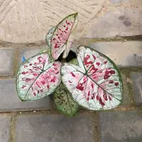 花木兰泰国彩叶芋96-0928