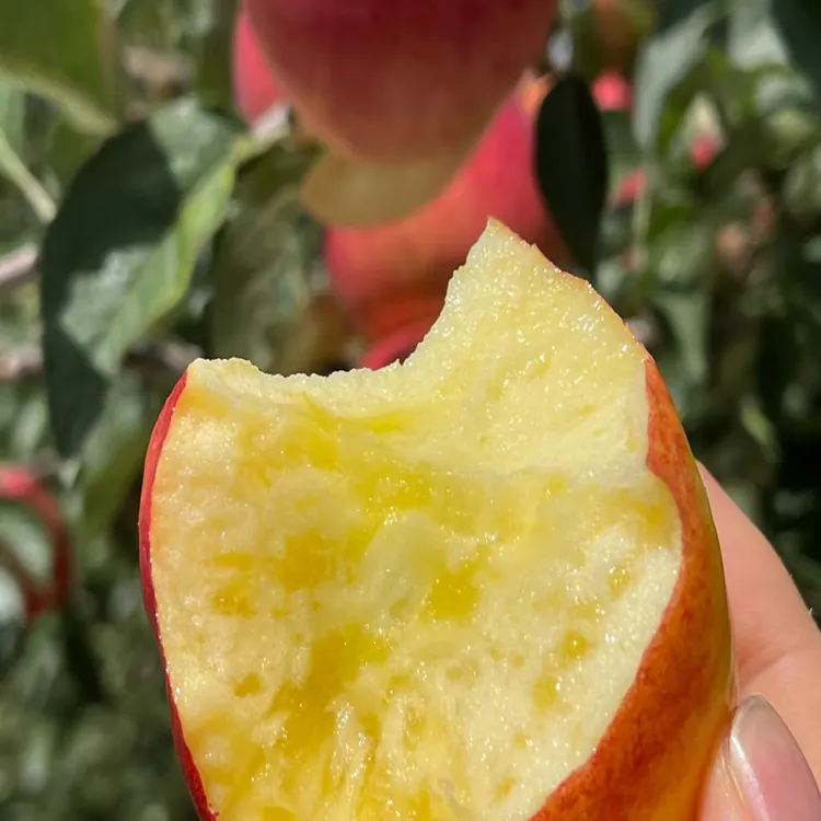 云南昭通洒渔核心产区红露糖心苹果包邮现摘现发