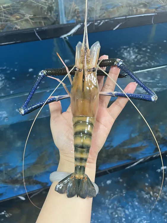 【顺丰】6-8头罗氏沼虾鲜活淡水虾速冻特大头虾新鲜大虾