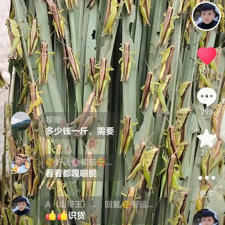 纯野生稻蝗画眉换毛提性壮膘必备活虫可钓鱼喂鸟食用