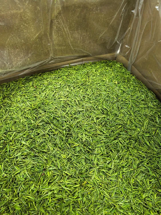 明前头采白茶2025特级新茶一芽一叶兰香小芽【2号白茶】