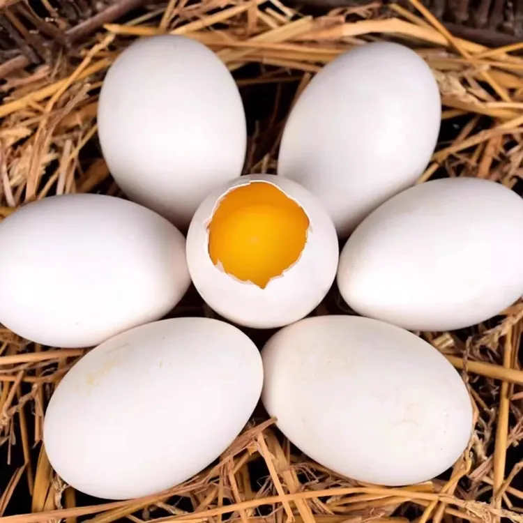 新鲜鹅蛋农家散养土正宗特产20枚精品包邮
