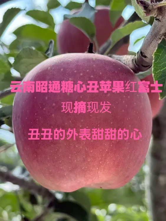 云南昭通丑苹果红富士脆甜多汁新鲜现摘当季水果
