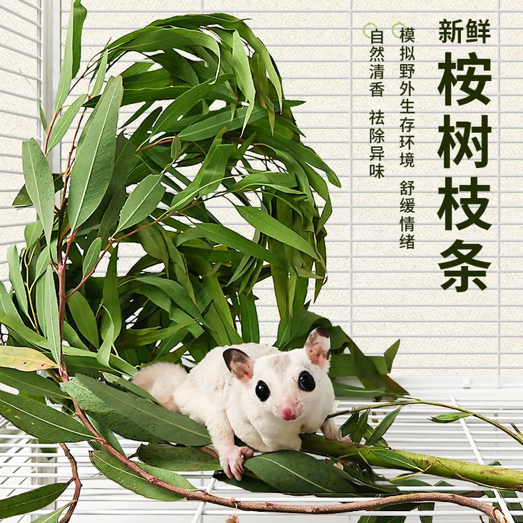 蜜袋鼯桉树叶玩具除臭垫料磨牙桉树枝新鲜解闷用品松鼠花枝鼠垫料