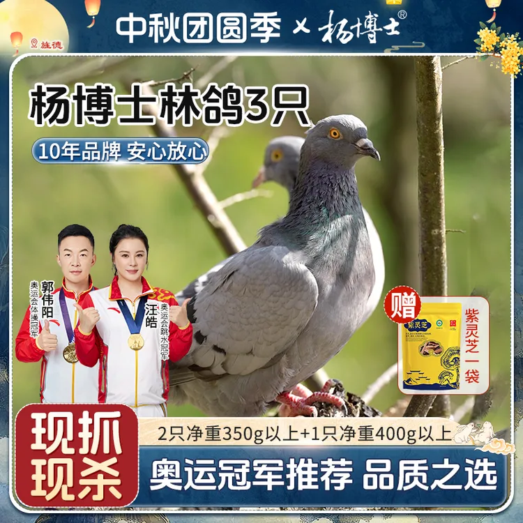 【三只林鸽送紫灵芝】杨博士皖南林间散养鸽子原粮饲喂营养丰富新鲜
