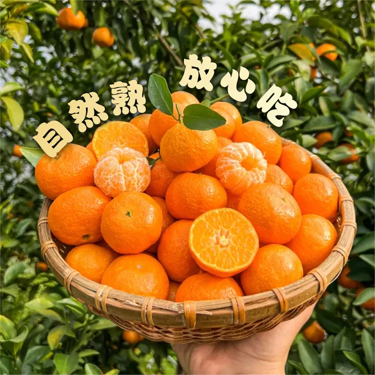 现摘现发 正宗金秋砂糖橘 砂糖橘 砂糖桔 精品果 一箱10斤