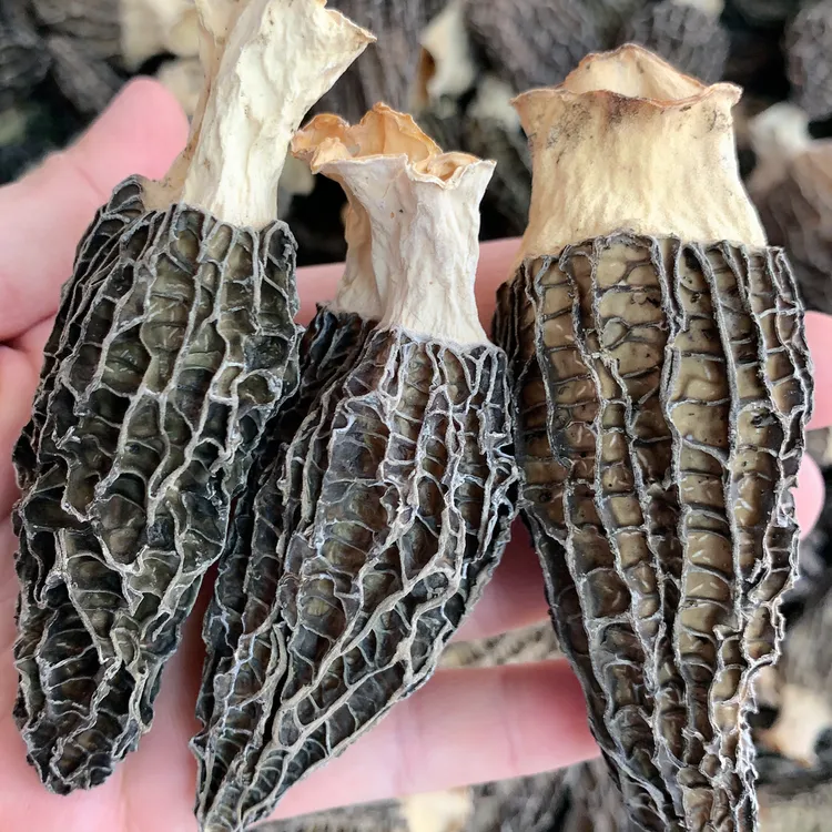 云南高山羊肚菌干货香味足营养丰富适合炖汤