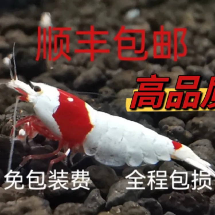 顺丰包邮厚甲纯血红白水晶虾淡水虾草缸除藻观赏虾