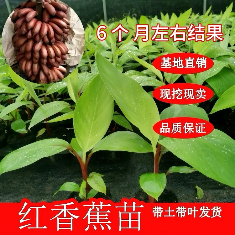 新品红香蕉树苗果树矮化皇帝蕉粉蕉南方桂一香蕉苗四季盆栽