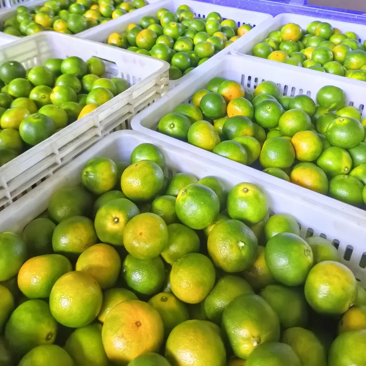 【包邮】特早熟正宗东江湖蜜桔清江蜜橘皮薄肉嫩果味浓郁好吃净9斤