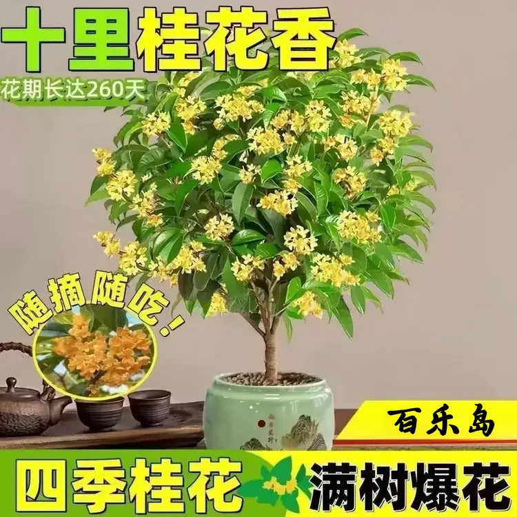 【满屋爆香】四季桂花树盆栽地栽桂花树浓香型正宗桂花四季花卉
