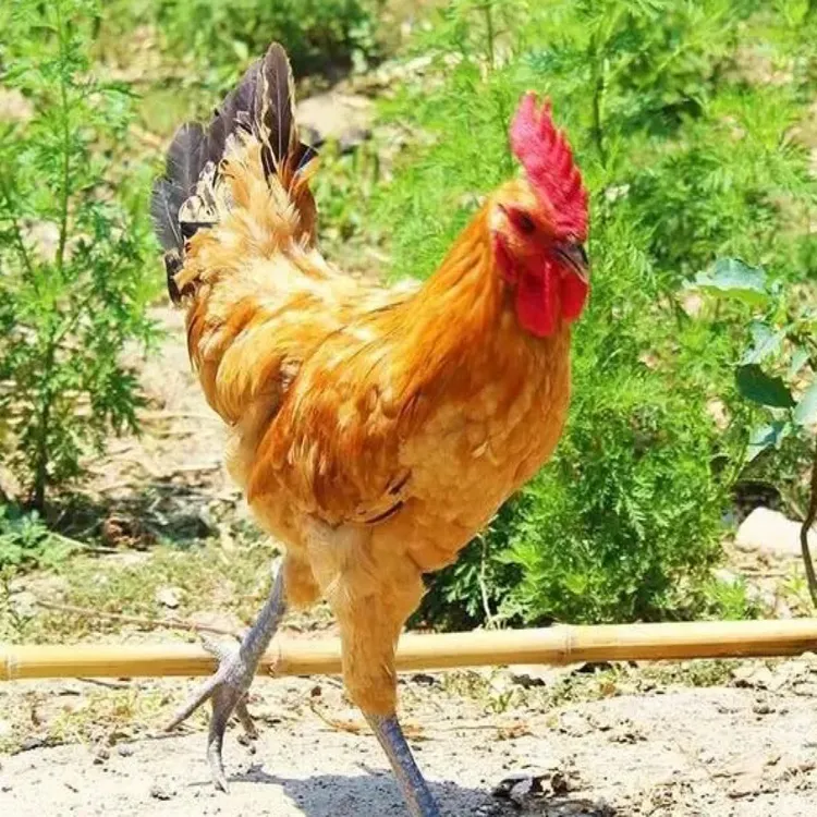 田埂地边农村野养仔公鸡（宰杀发货）