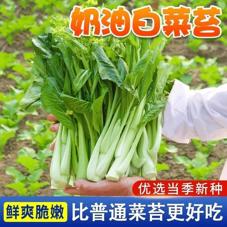 白菜苔种子高产早熟四季可种可口小白菜阳台种植菜籽青菜蔬菜种籽