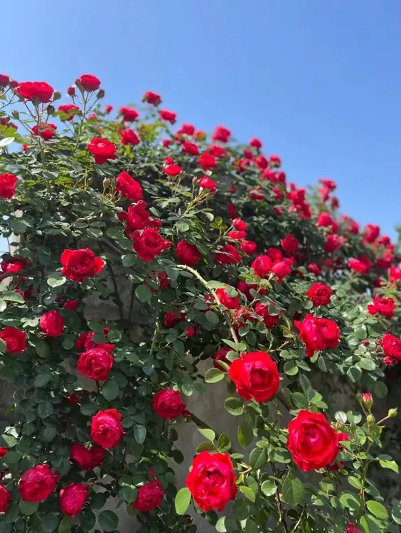 佛罗伦蒂娜爬藤月季花苗阳台庭院花卉玫瑰花爬墙植物