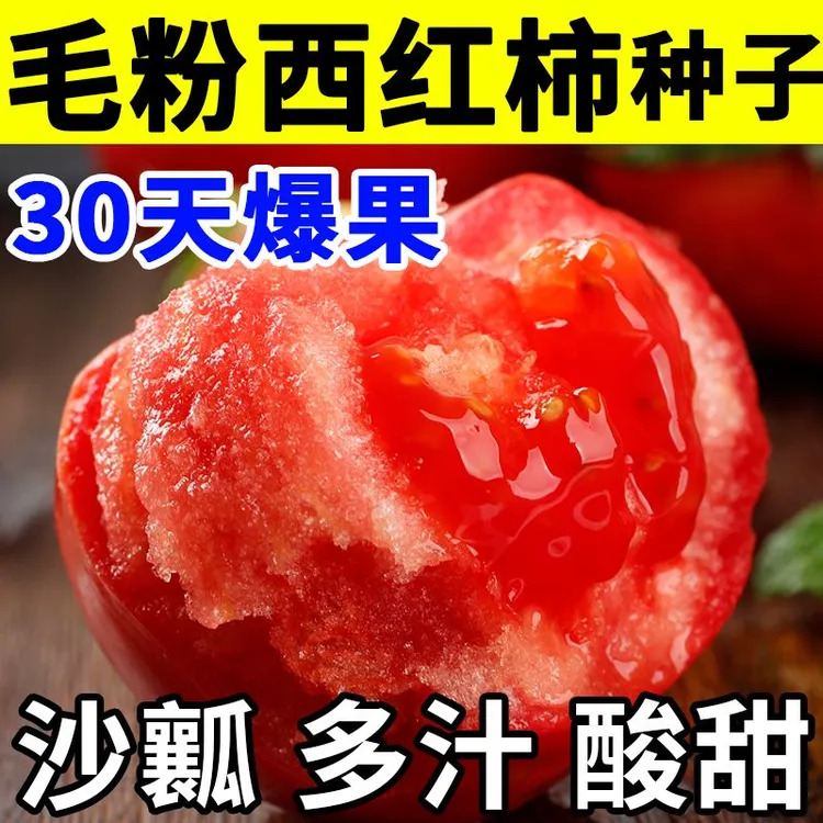老沙瓤西红柿种子大果四季盆栽大红春秋西红柿种毛粉番茄种子-lz
