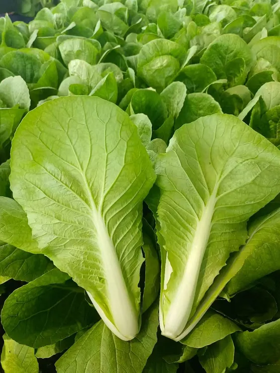 【顺丰包邮】新鲜小白菜现摘奶油娃娃菜农家青菜宝宝辅食大叶白菜