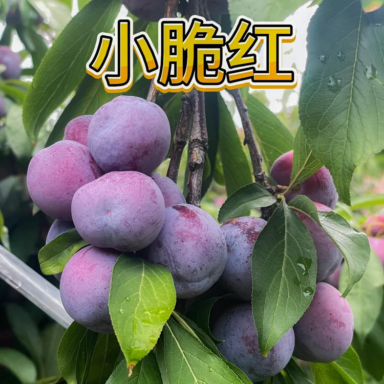 四川屏山小脆红李子脆红李脱骨脆李精品装新鲜脆甜爽口现摘现发