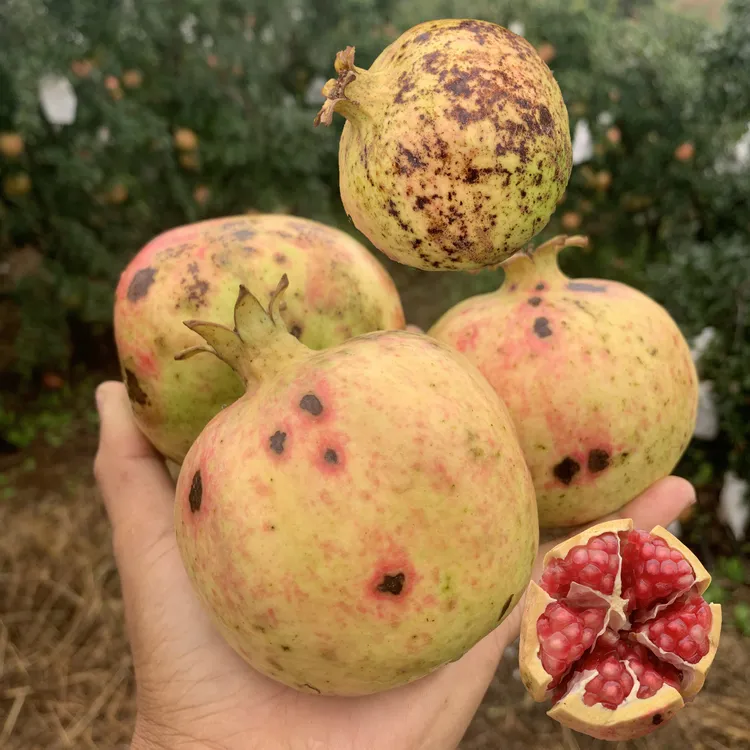 【花皮花斑突尼斯软籽石榴】云南新鲜水果包邮甜石榴9斤