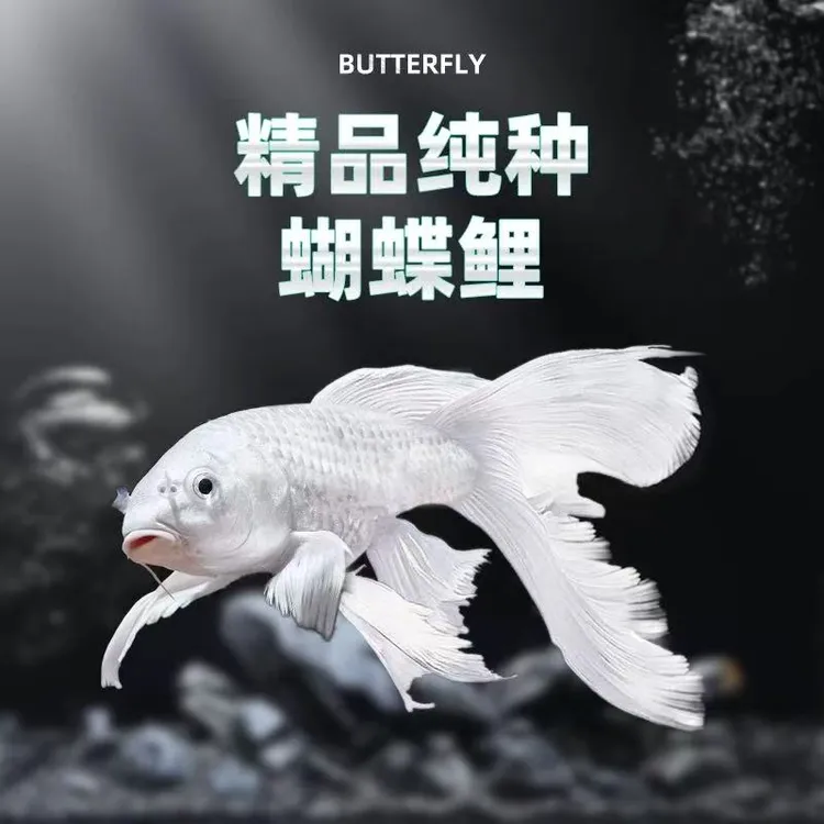 （普身10-12cm）台湾纯种蝴蝶鲤石膏白大尾鳍冷水鱼观赏鱼好养耐活