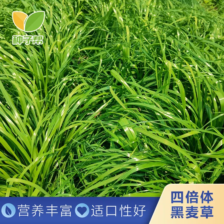 四倍体黑麦草种子春秋播种宽叶草质柔嫩再生性好牛羊猪鸡鸭鹅喜食
