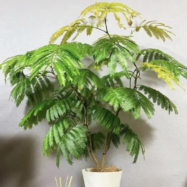 密叶猴耳环 进口室内耐阴好养四季常绿盆栽植物ins风网红观叶