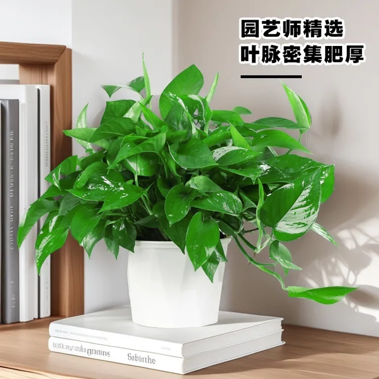 绿萝龟背竹盆栽室内美观吸甲醛净化空气客厅绿植花卉桌子好养