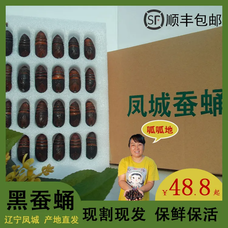 （大黑小黑）2025年东北特产辽宁凤城新鲜柞树大黑小黑东北大蚕蛹