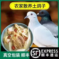 老鸽子3只装新鲜现杀炖汤农家散养非活老鸽子肉活物土鸽子肉生鲜