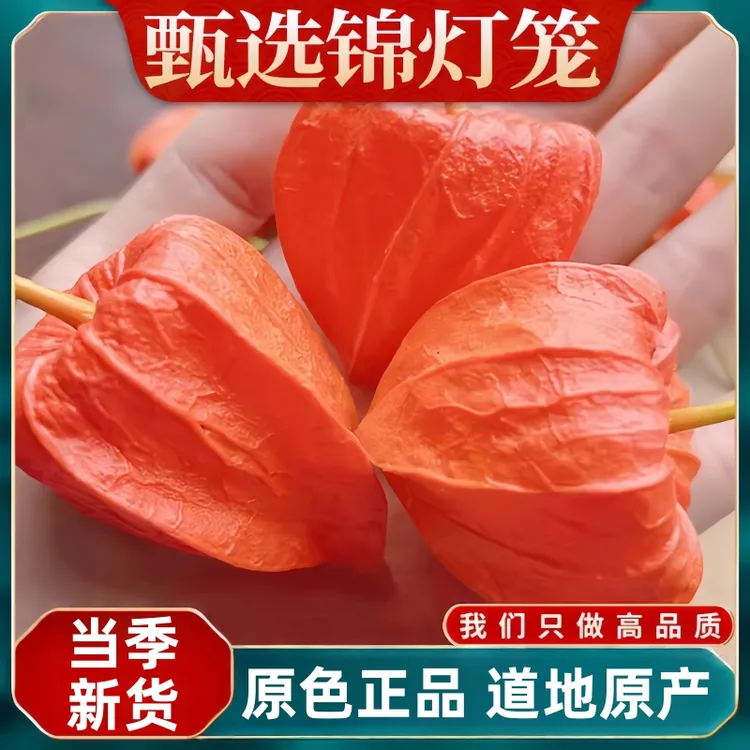 红姑娘正品酸浆锦灯笼红灯笼灯笼果苦菇娘挂花姑娘干皮炖白罗卜