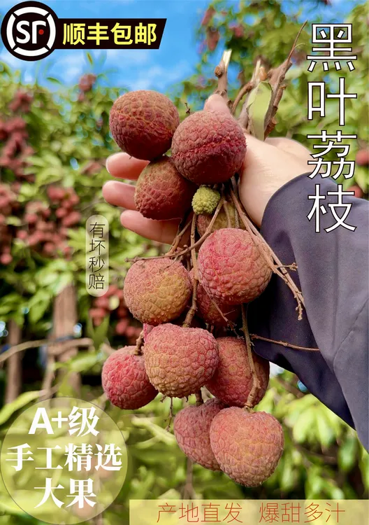 当季新鲜黑叶荔枝凌晨5点采摘果园直发鲜甜多汁顺丰冷链（4.5净重）