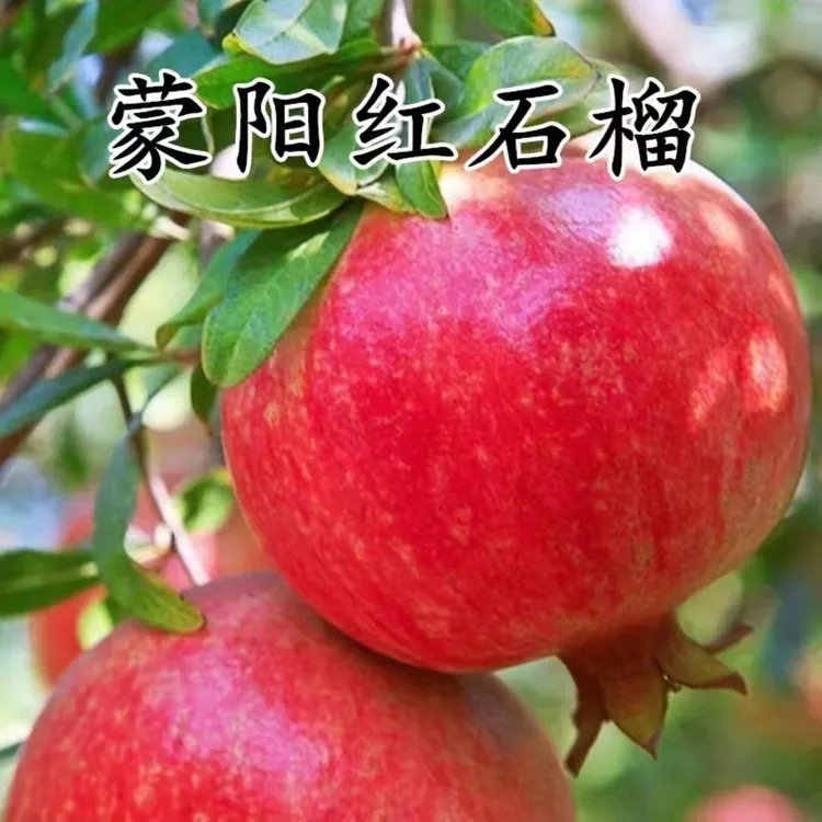 MOJY正宗对版蒙阳红石榴树苗