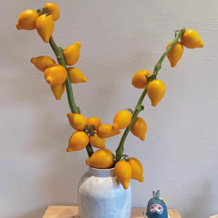 云南鲜花五代果，乳茄，五指茄，室内观赏喜庆花材可做干花基地直发