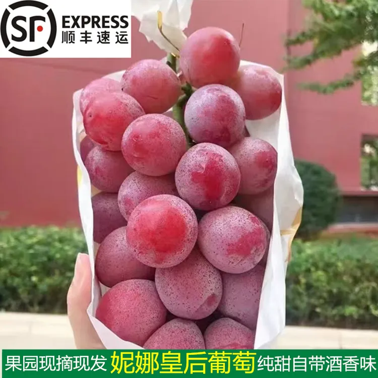 正宗妮娜皇后葡萄新鲜现摘无籽提子陕西应季新鲜孕妇水果顺丰包邮