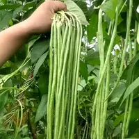 【满五包包邮】长豆角种子特长绿条长豇豆籽种四季豆种子