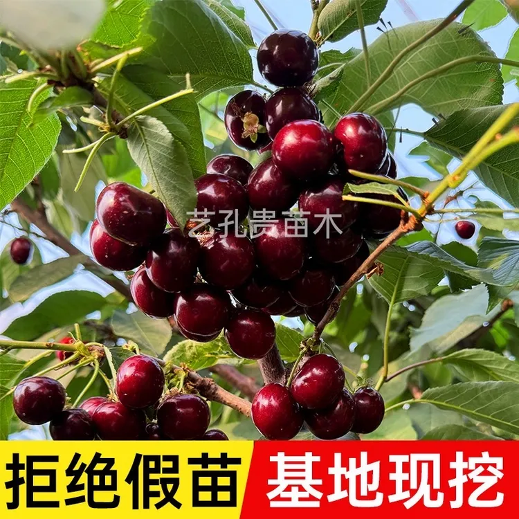 正宗车厘子大樱桃树苗嫁接南北方盆栽地栽庭院种植汉源抗寒