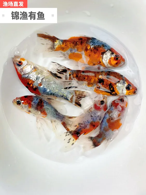 国粹水墨兰花草金鱼好养冷水淡水观赏鱼百鱼百色好养易活