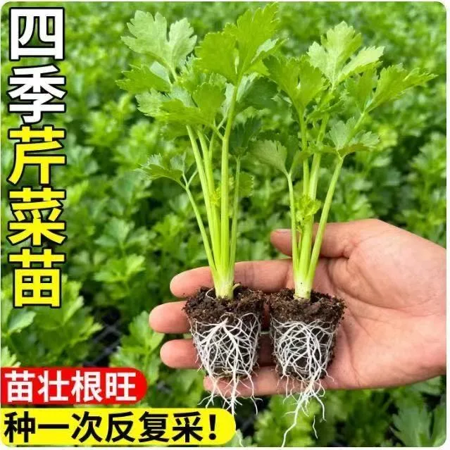 皇后西芹四季西芹四季香芹种子秋季盆栽阳台蔬菜种籽幼苗秧苗带土