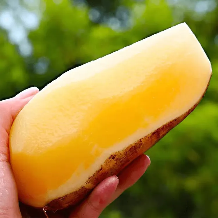 云南天山雪莲果新鲜黄心雪莲果水果新鲜脆爽雪莲果产地