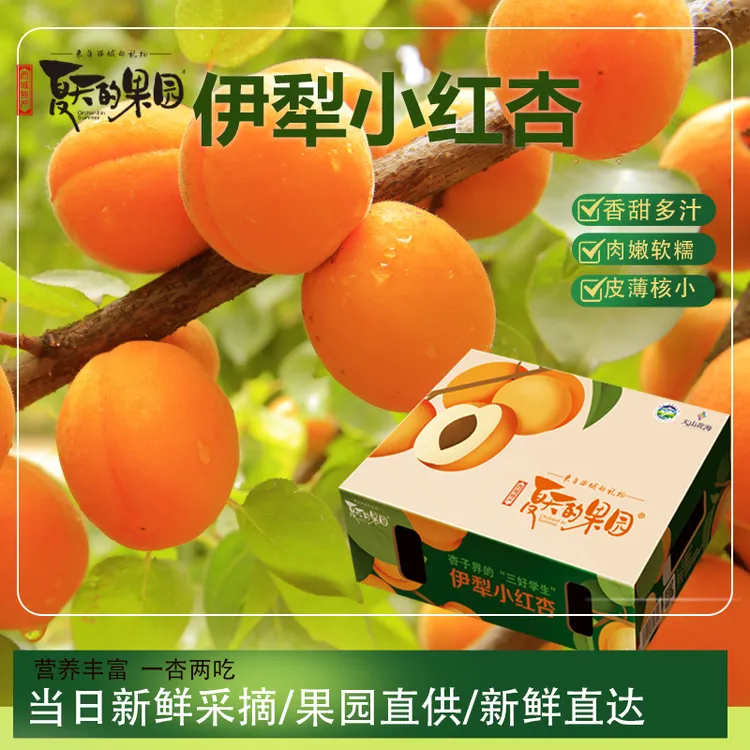 【新疆伊犁小红杏】夏天的果园精品小红杏皮薄肉厚甜而不腻礼盒包装