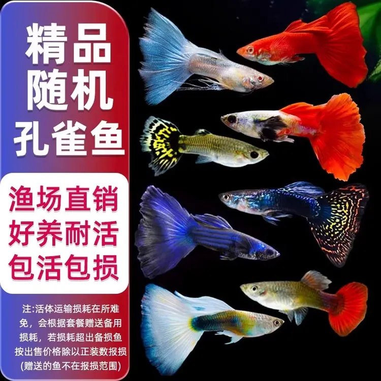 【渔场直销】8条包邮孔雀鱼精品小鱼缸观赏鱼好养耐活热带鱼活鱼