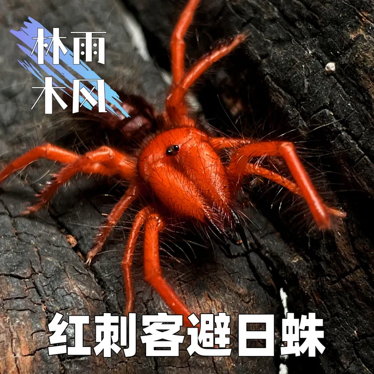 红巨钳避日蛛也叫红刺客避日蛛凶猛洞穴品种热带雨林环境活体宠物